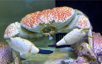 巨大擬濱蟹