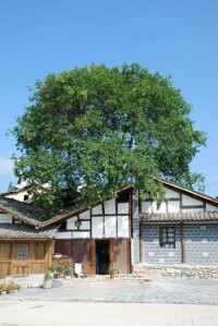 后柳水鄉-屋包樹