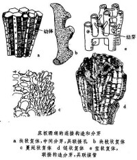 床板珊瑚