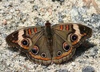 鹿眼蛺蝶 Junonia coenia