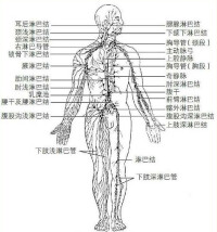 身體各部位淋巴腺