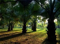 中國科學院西雙版納熱帶植物園