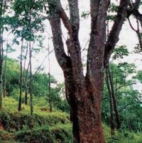 橡膠母樹