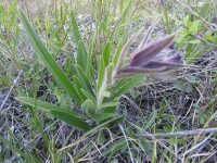 新疆紫草