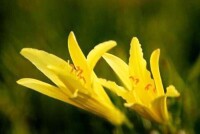 許堡鄉特產黃花