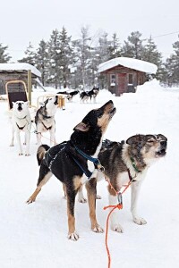 位處北極的雪橇犬