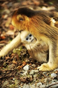 金絲猴自然保護區