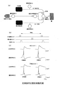 經典條件反射