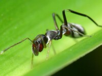 蚜蟲會分泌出一種蜜露來讓蜜蟻吃