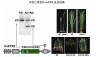 張勁松[中國科學院遺傳與發育研究所研究員]