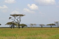 東非