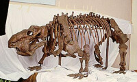 雙門齒獸骨骼化石