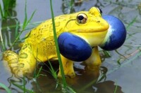 黃蛙