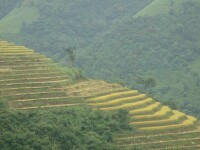 小寨自然村[雲南普洱墨江縣泗南江鄉西歧村委小寨自然村]