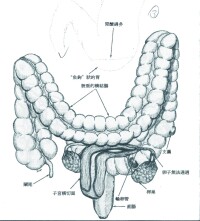 腸道和子宮的關係