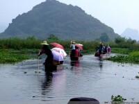 廣西桂林會仙喀斯特國家濕地公園