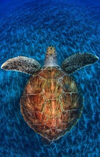 海龜