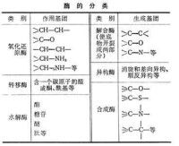 酶催化劑