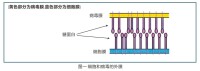 防禦素阻止病毒入侵宿主細胞