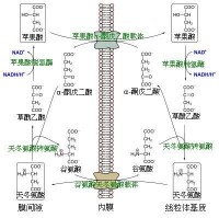 蘋果酸-天冬氨酸穿梭