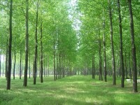 王家山村[山西省大同市天鎮縣卅里鋪鄉下轄村]