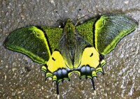 金斑喙鳳蝶（雄）