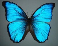 哈布那藍閃蝶