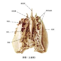 篩骨