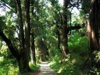 翠雲廊石洞溝