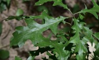 沼生櫟