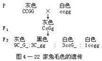 隱形上位例子-家兔