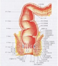 直腸功能