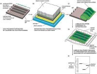 DNA分子雜交