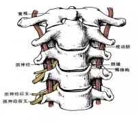 頸椎圖示