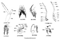 甲殼動物亞門