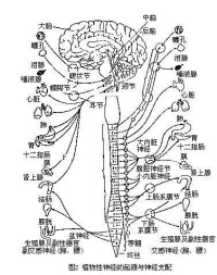 植物神經