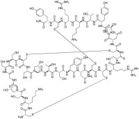 芋螺毒素分子結構