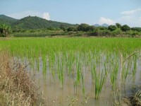 青龍村特色經濟