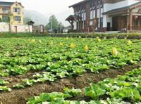 九龍湖鎮小白菜