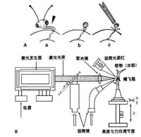 韌皮部運輸