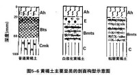 黃褐土