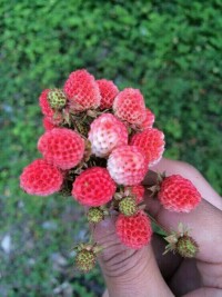 野草莓照片