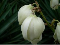 鳳尾蘭花