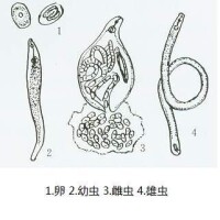 南方根結線蟲