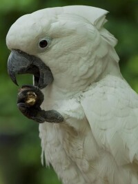 白鳳頭鸚鵡（圖2）