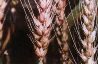 小麥赤霉病病穗癥狀