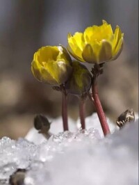 側金盞花