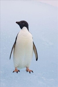 南極冰蓋 阿德利企鵝