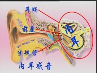 前庭蝸神經所在位置