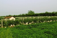 公安葡萄種植基地